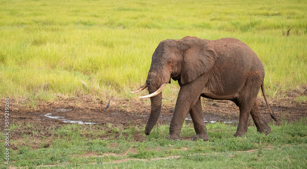 Fototapeta premium Elephant roaming the plains of Tanzania. 