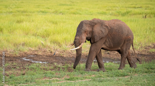 Elephant roaming the plains of Tanzania. 