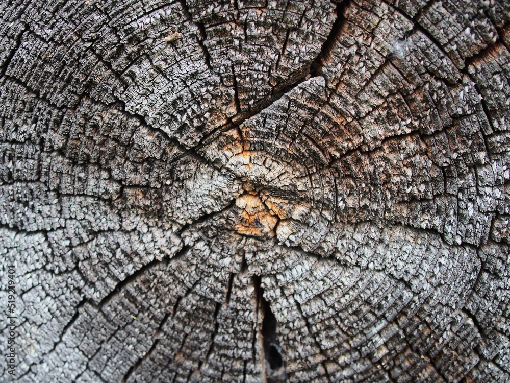 The texture of a sawn-down tree. Macro photography.