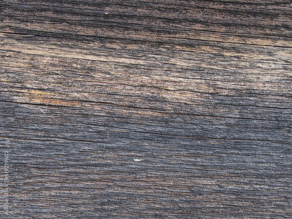 The texture of a sawn-down tree. Macro photography. The texture of a sawn-down tree. Macro photography.
