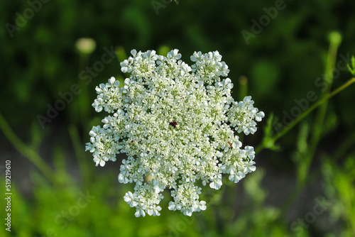 close up of a flower of a plant