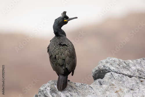 European Shag perched on the island of Hornøya, Norway photo