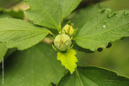 flower bud
