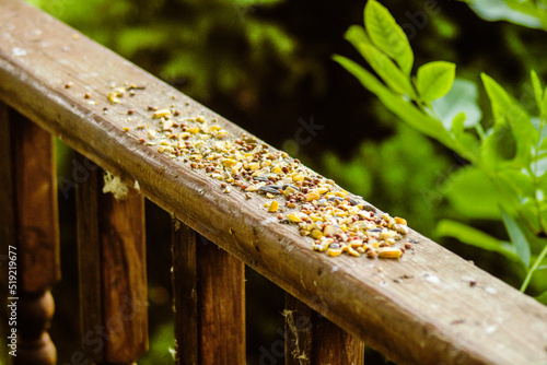 birdseed
