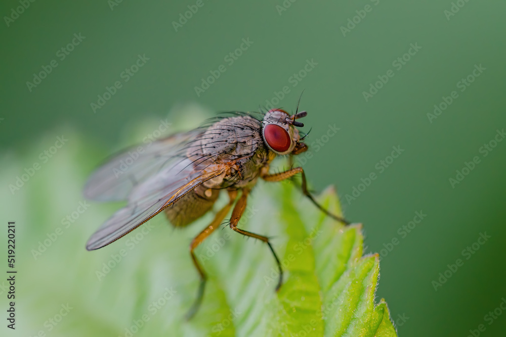 Tropical Fruit Fly Drosophila Diptera Parasite Insect Pest on Green Leaf Close-up Tropical Fruit Fly Drosophila Diptera Parasite Insect Pest on Green Leaf Close-up