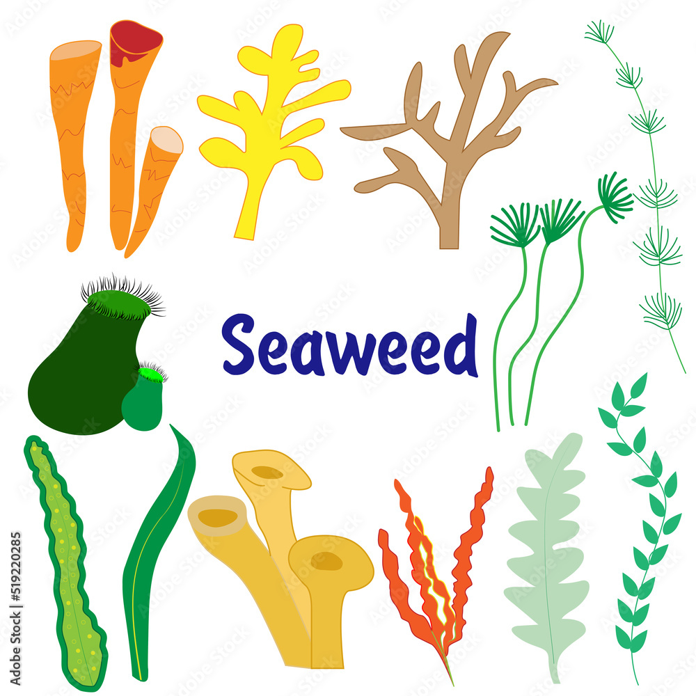 Naklejka premium seaweed