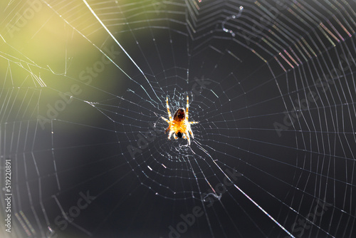 Print op canvas Spider Web
