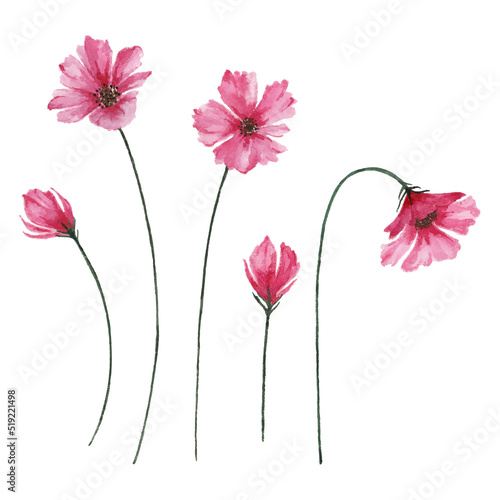Buds and blooming pink flowers, watercolor cosmos flowers illustration.