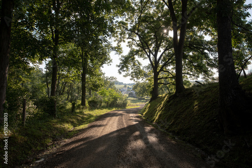 Country road winding through a shadowy forest opening up into farmland