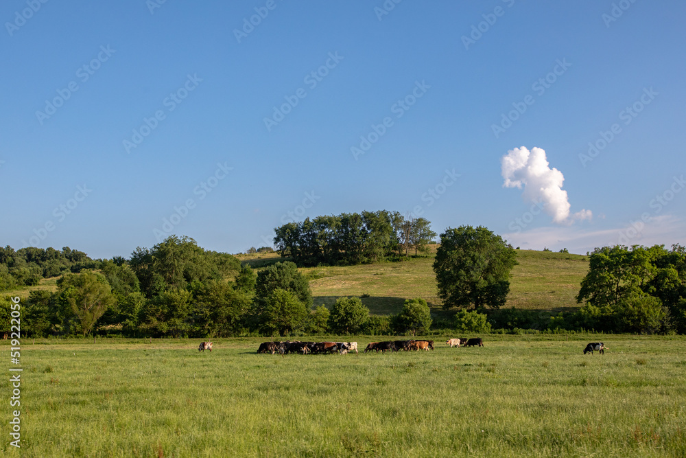 Fototapeta premium Herd of cattle grazing in a pasture surrounded by hills and trees on a sunny summer day
