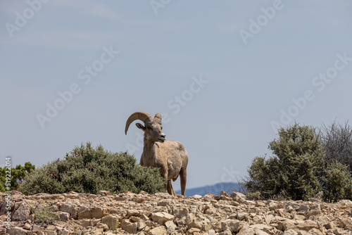 Bighorn Sheep Ram in Montana in Summer
