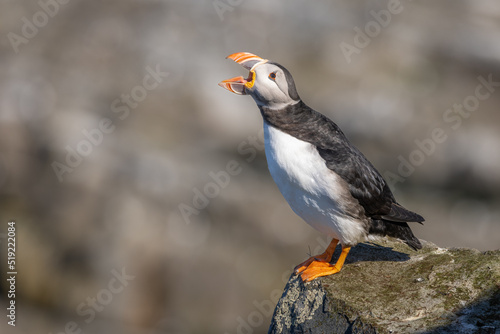 Atlantic puffin perched on the island of Hornøya, Norway © Wim