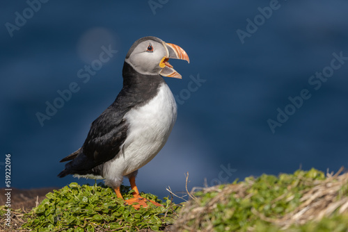 Atlantic puffin perched on the island of Hornøya, Norway