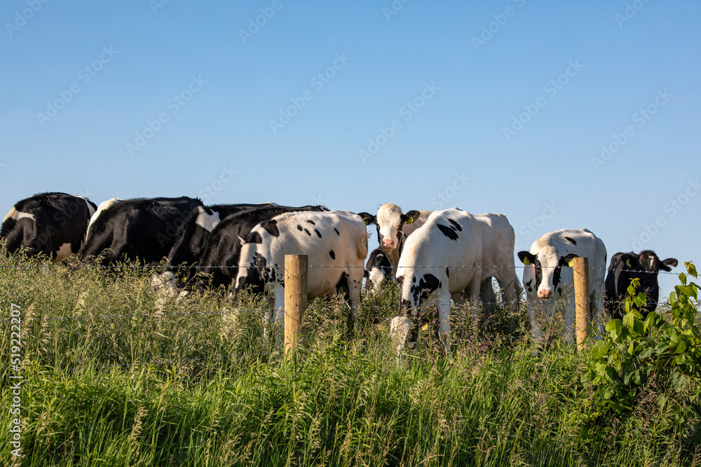 Herd of holstein cattle grazing with their heads down under a blue sky Herd of holstein cattle grazing with their heads down under a blue sky