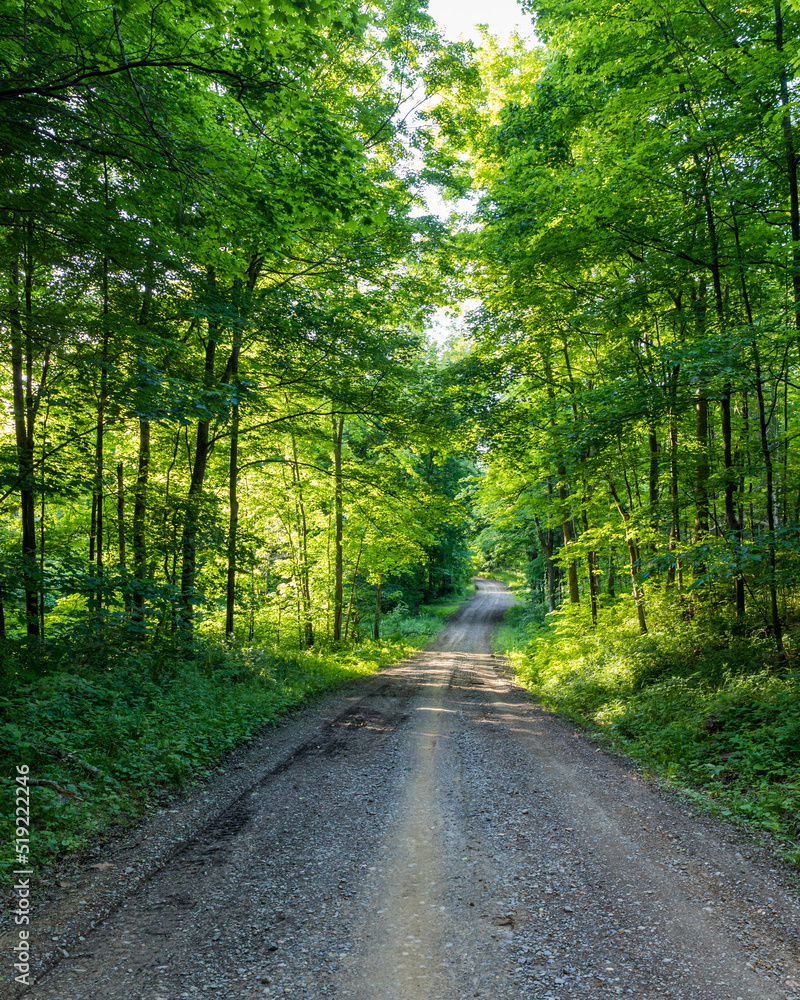 Gravel country road through a lush green forest Gravel country road through a lush green forest