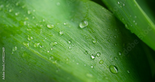 Background of green leaf with raindrops. Selective focus