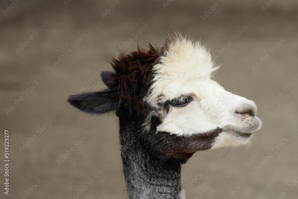 Obraz premium Portrait of an alpaca