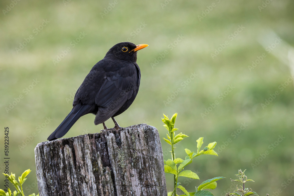 Amsel sitzt auf einem Zaunpfahl aus Holz Amsel sitzt auf einem Zaunpfahl aus Holz