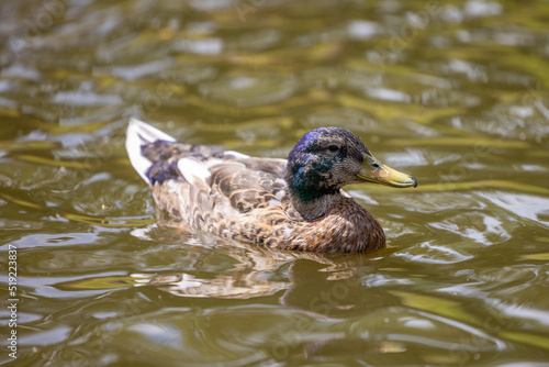 Duck swimming in a pond