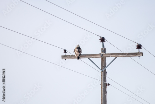 Hawk on Powerline