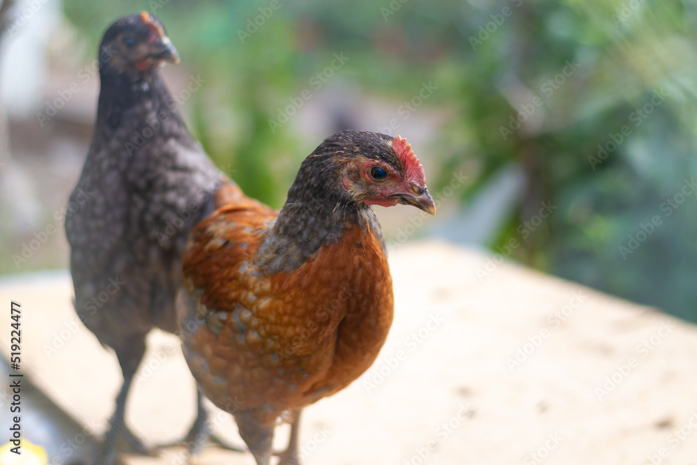 Young laying hens on the farm are brown and black, poultry, chickens are looking with curiosity