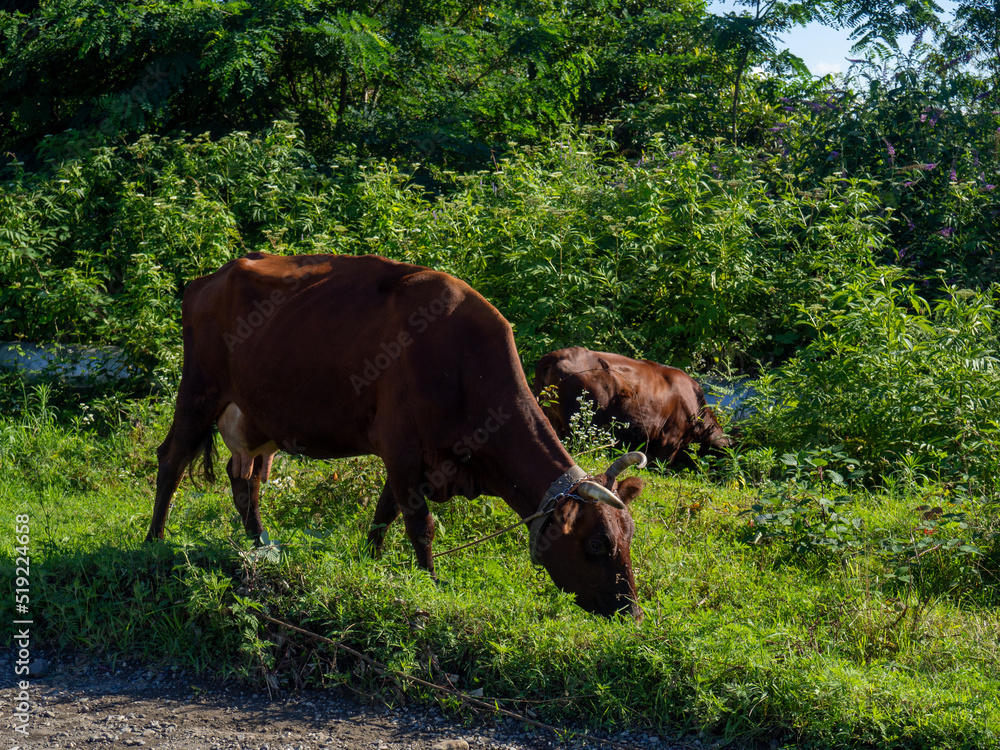 A cow grazes on the outskirts of the city.  Cows are walking along the road. No shepherd.