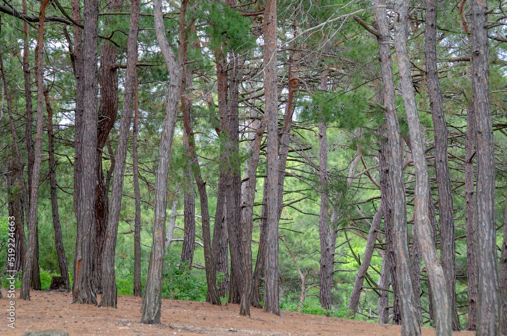 Pine forest. Beautiful summer landscape. Tree trunks.