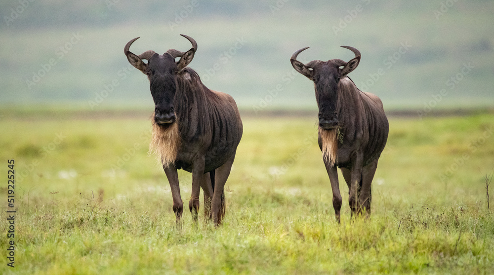 Wildebeest Heards Roaming Across the Plains of Tanzania during the Great Migration Birthing Season Wildebeest Heards Roaming Across the Plains of Tanzania during the Great Migration Birthing Season