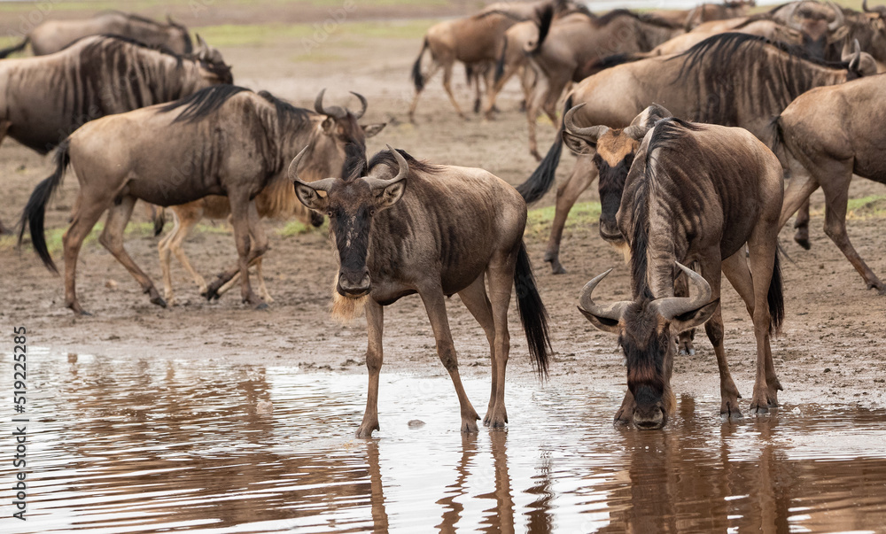 Wildebeest Heards Roaming Across the Plains of Tanzania during the Great Migration Birthing Season Wildebeest Heards Roaming Across the Plains of Tanzania during the Great Migration Birthing Season