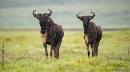 Fototapeta Naklejka Na Ścianę i Meble -  Wildebeest Heards Roaming Across the Plains of Tanzania during the Great Migration Birthing Season