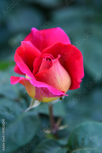 Beautiful flower with raindrops. Nature.