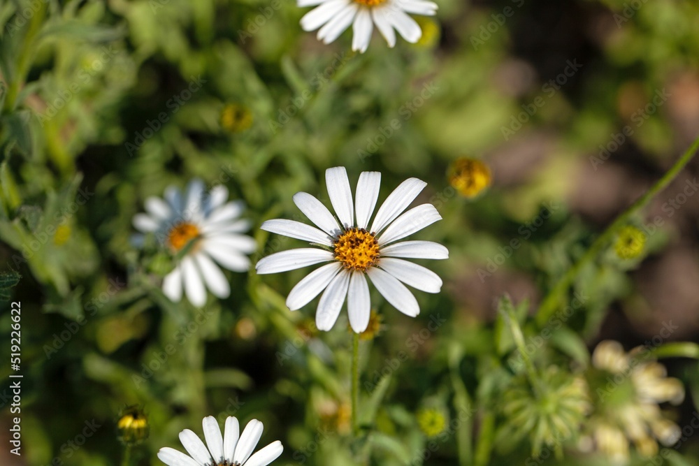 Obraz premium Cape daisy, Dimorphotheca pluvialis