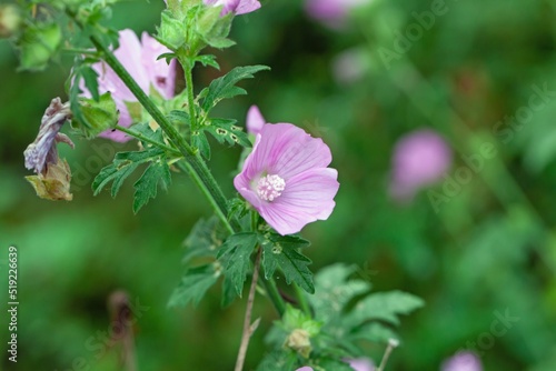 Garden tree-mallow, Malva thuringiaca photo