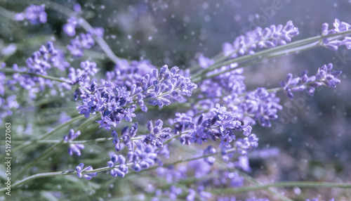 blooming purple fragrant lavender flowers swaying in the wind, lavender flower field, . Lavender cultivation, perfume ingredient, aromatherapy