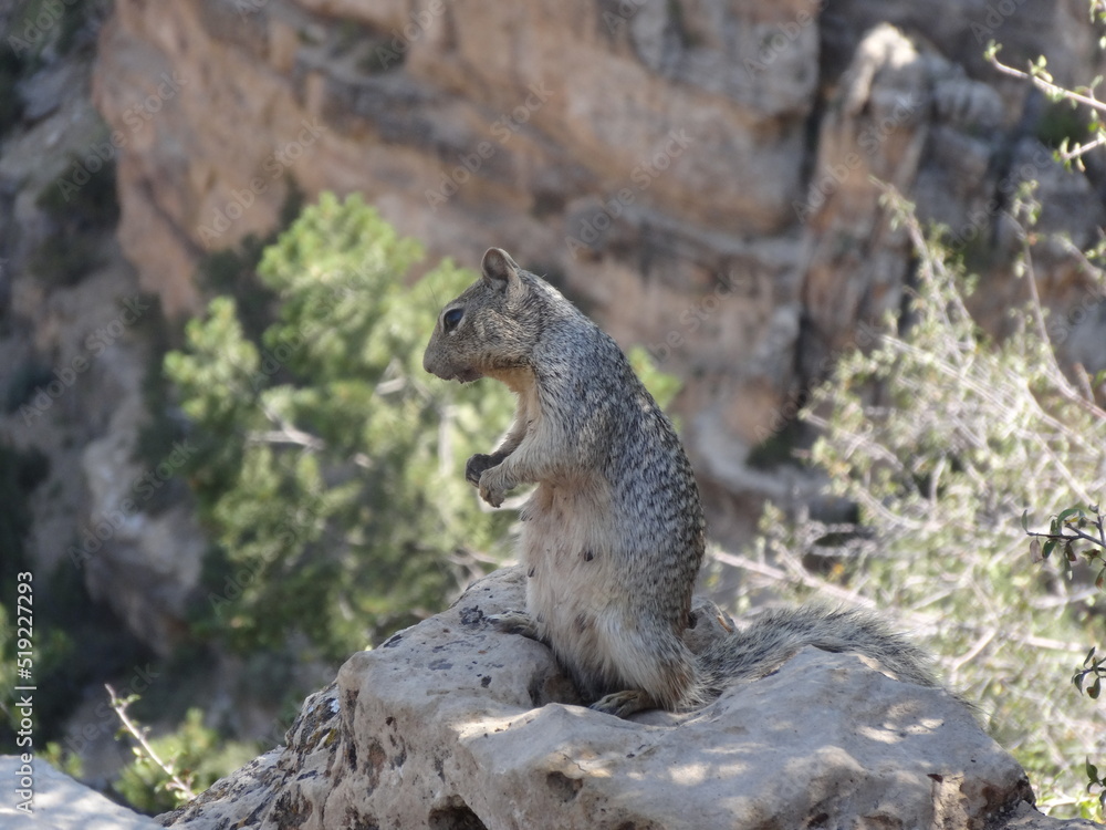 Obraz premium Marmotte debout