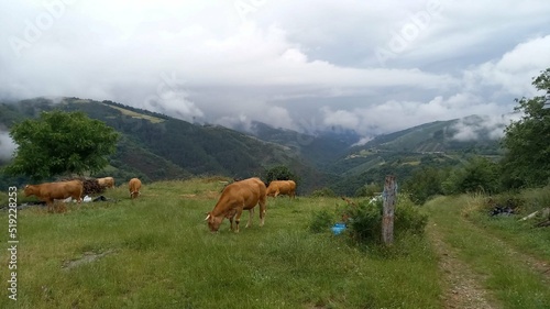 Vacas en la montaña de Lugo, Galicia