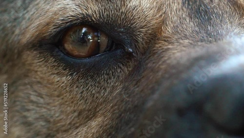 Close-up macro depth of field: details of the dog's eyes, nose, mouth that blinks and waits for the owner. Beautiful red dog eye. Soft warm light, slow motion, close-up. 4K. 