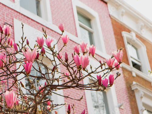 Photography Pink magnolia flowers in front of pink building