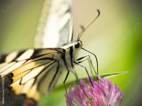 Motyl siedzący na koniczynie, aparat gębowy, rurka	 photo