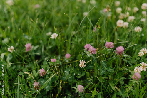  Background of fresh pink flowers and green leaves of clover or shamrock in spring garden after rain. Close-up
