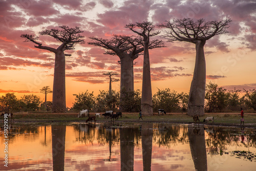 An amazing sunset and reflection in Morondava looking toward Baobab Alley, Madagascar photo