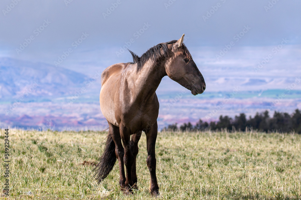 Fototapeta premium Gray wild horse stallion with early morning sunlight on Sykes Ridge overlooking the Bighorn National Recreation area on the border of Wyoming and Montana in the western United States