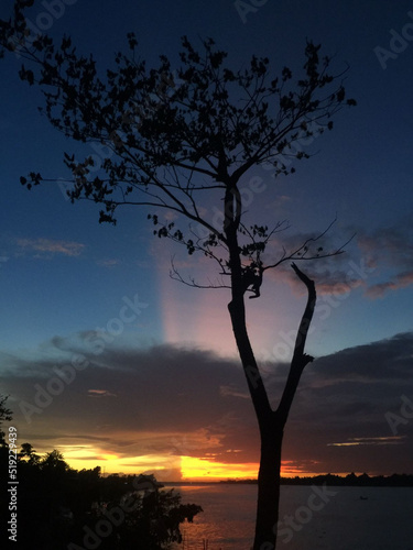 silhouette of tree at sunset