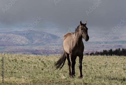 Grulla wild horse stallion with early morning sunlight on Sykes Ridge overlooking the Bighorn National Recreation area on the border of Wyoming and Montana in the western United States © htrnr
