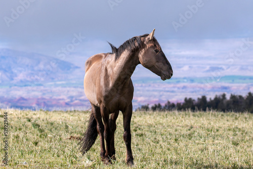 Gray wild horse stallion with early morning sunlight on Sykes Ridge overlooking the Bighorn National Recreation area on the border of Wyoming and Montana in the western United States © htrnr