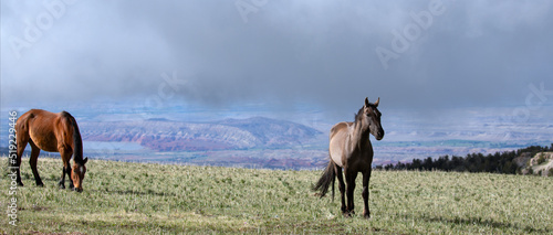 Grulla Gray and chestnut wild horse stallions on Sykes Ridge overlooking the Bighorn National Recreation area on the border of Wyoming and Montana in the western United States