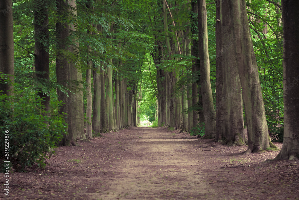 Tree-lined hiking path in Mastenbos in Kapellen, Belgium. Tree-lined hiking path in Mastenbos in Kapellen, Belgium.