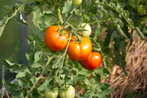 Red ripe tomatoes growing on a green plant branch at a greenhouse.