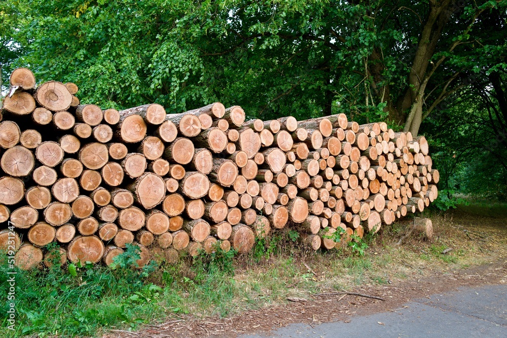 Woodpile in front of green Trees