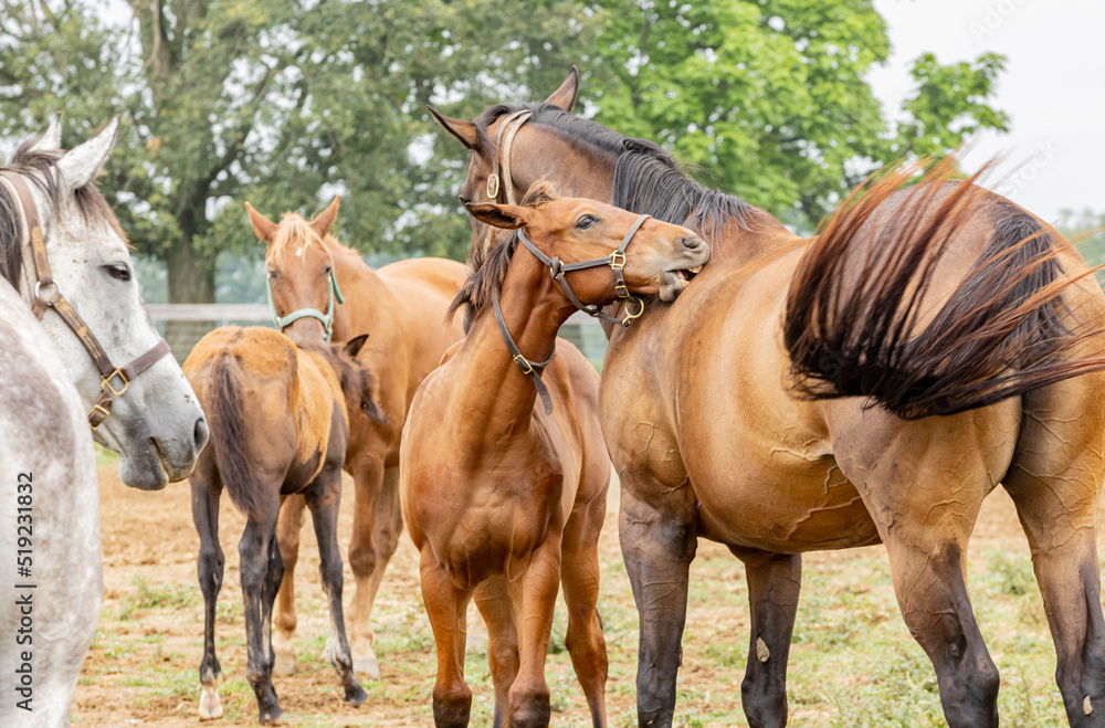 A foal scratching and grooming her mother on the shoulder in a herd of mares and foals. A foal scratching and grooming her mother on the shoulder in a herd of mares and foals.